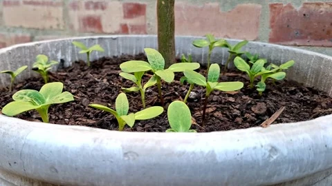 Sunflower seeds sprouting in a pot 库存影片 344230486