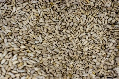 Sunflower Seeds Texture As Background. Stock Photos