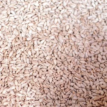 Sunflower Seeds Texture As Background. Stock Photos