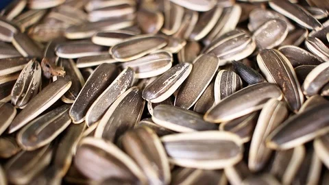 Sunflower seeds texture Stock Footage 90760752