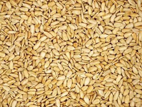 Sunflower seeds texture. Stock Photos