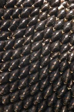 Sunflower seeds texture Stock Photos