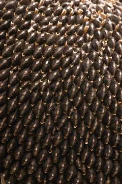 Sunflower seeds texture Stock Photos
