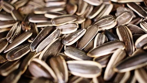 Sunflower seeds texture video rotating food closeup background Stock Footage 92704793