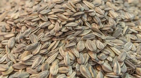 Sunflower seeds. Vegetarian food nuts and seeds Stock Photos