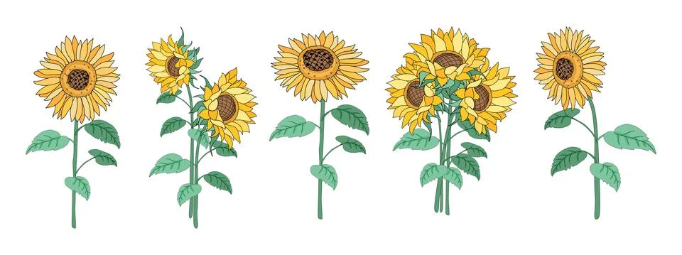 Sunflower set Illustrazione stock