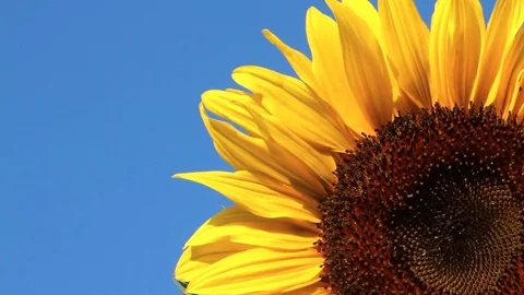 Sunflower shaking on wind against the background of the blue sky Stock Footage 79137932
