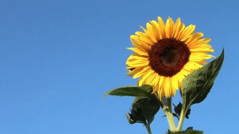Sunflower shaking on wind against the background of the blue sky Stock Footage 79137970