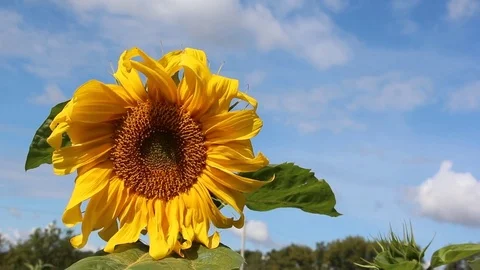 Sunflower shaking on wind against the background of the blue sky and clouds Stock Footage 79138037