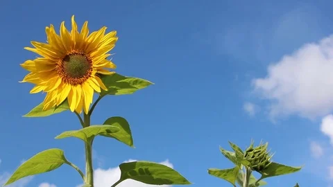 Sunflower shaking on wind against the background of the blue sky and clouds Stock Footage 79138106