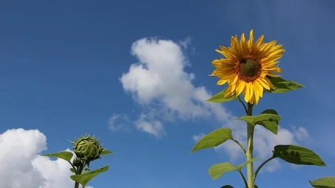 Sunflower shaking on wind against the background of the blue sky and clouds Stock Footage 79138164