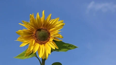 Sunflower shaking on wind against the background of the blue sky and clouds Stock Footage 79138234