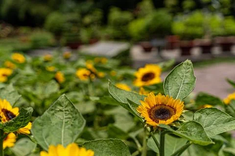 Sunflower sharp close up view Stock Photos
