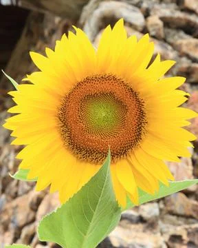 Sunflower in sharp focus on a blurred background Stock Photos