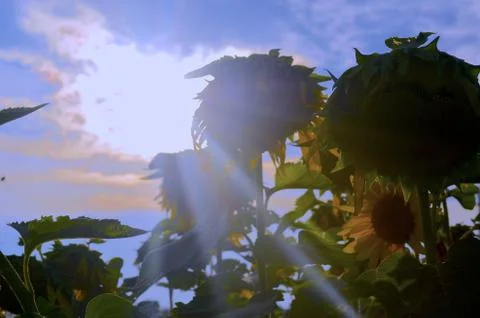 The Sunflower shows light even through darkness. Stock Photos