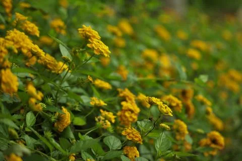 Sunflower Shrub Stock Photos