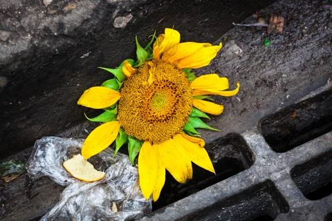 Sunflower on a sidewalk Stock Photos