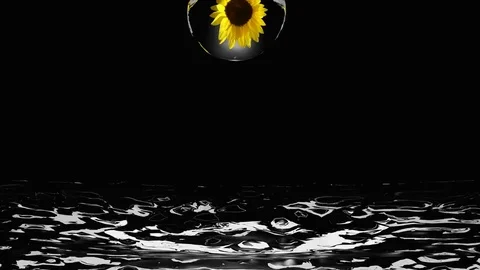 Sunflower sinks in the sea Stock Footage 77679211
