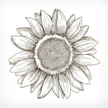 Sunflower sketch, hand drawing, vector illustration Stock Illustration