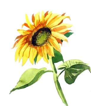 Sunflower sketch Stock Illustration