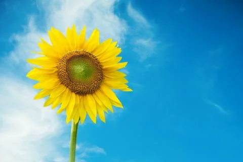 Sunflower in sky background. Stock Photos