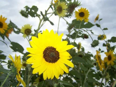 Sunflower with sky background Foto stock