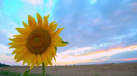 Sunflower on sky background at sunset Stock Footage 66360488