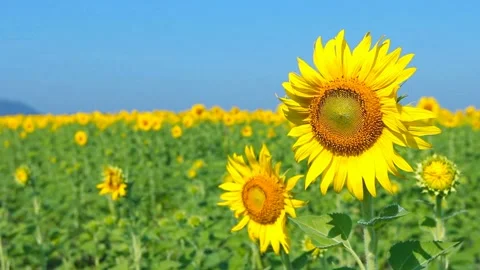 Sunflower with sky blue Video stock 231016595
