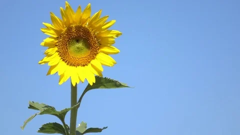 Sunflower sky Stock Footage 71474484