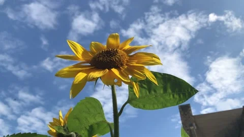 Sunflower in the Sky - low angle Stock Footage 163186170