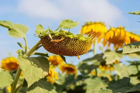 Sunflower with the sky. Stock Photos