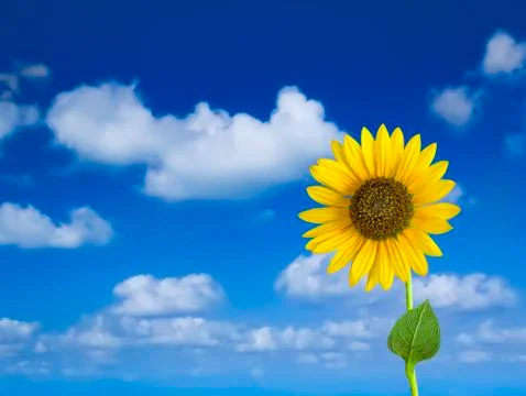 Sunflower in the Sky Stock Photos