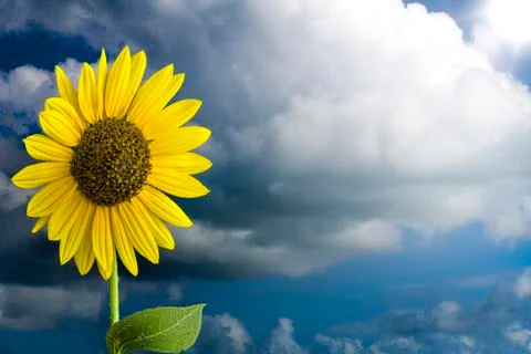 Sunflower in the Sky Stock Photos