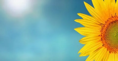 Sunflower on the sky Foto stock