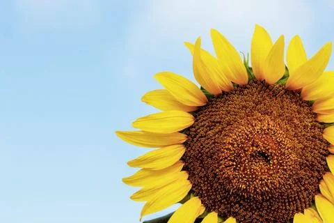Sunflower with the sky. Stock Photos
