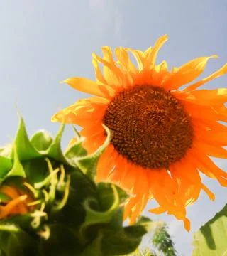 Sunflower with sky Stock Photos