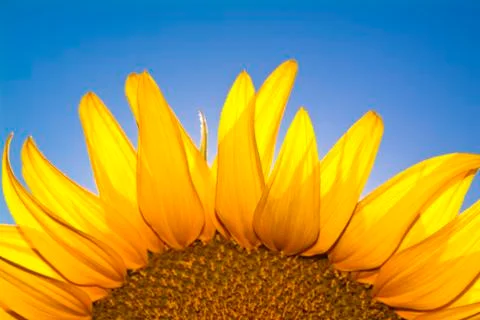 Sunflower in the sky Stock Photos