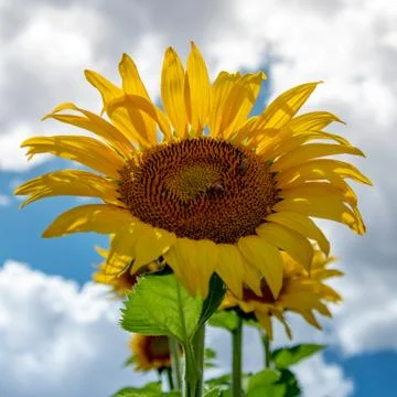 Sunflower in the sky Stock Photos
