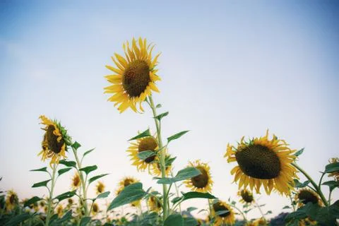 Sunflower with the sky. Stock Photos