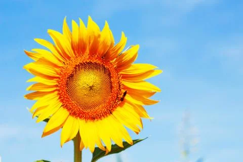 Sunflower on a sky. 스톡 사진