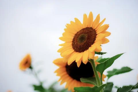 Sunflower at sky. 스톡 사진