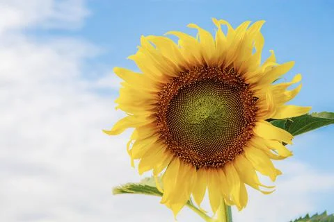 Sunflower at sky. Stock Photos