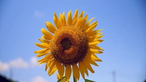 Sunflower Slow Motion Close Up Stock Footage