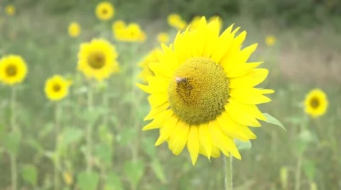 Sunflower slowmotion Stock Footage 67942997