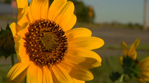 Sunflower - Smoothcam Stock Footage 47523380