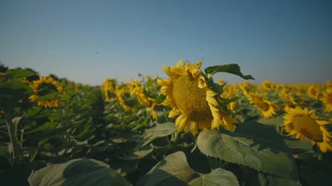 Sunflower snapshot slide 動画素材 166857943