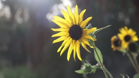 Sunflower with soft natural light in evening and in close up shot Stock Footage 155093864
