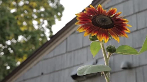 Sunflower with Some Orange Stock Footage 50410481