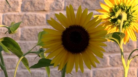 Sunflower with sound in wind blowing Video stock 52701744