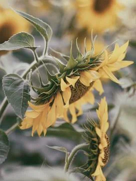Sunflower, spain Stock Photos